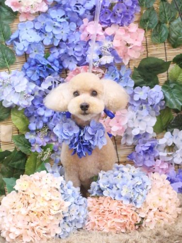 20250629モコくん